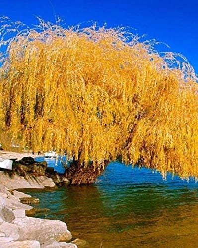 One Golden Weeping Willow Cutting - Iconic and Eye Appealing