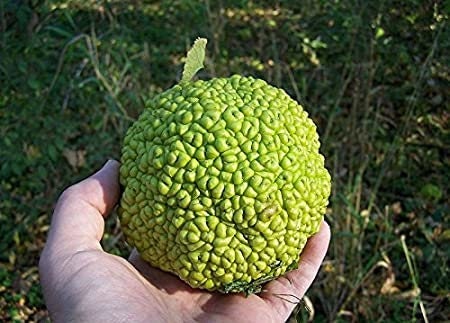 hedge plants seeds 10 Hedge Ball Tree Seeds to Plant – Curranfarms