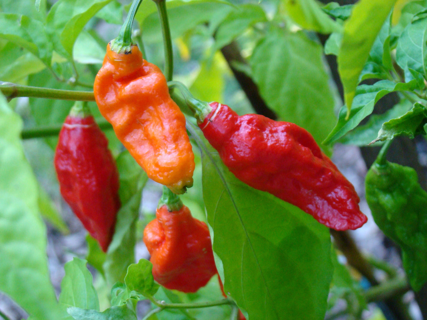 Bhut Jolokia Ghost Pepper Seeds - 75+ Seeds to Grow - The Hottest Peppers! Add Amazing Flavor. Made in USA. Ships from Iowa