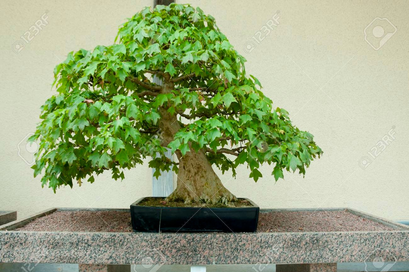 Bonsai Tree Seeds, Trident Maple | 30+ Seeds | Highly Prized for Bonsai, (Acer buergerianum)