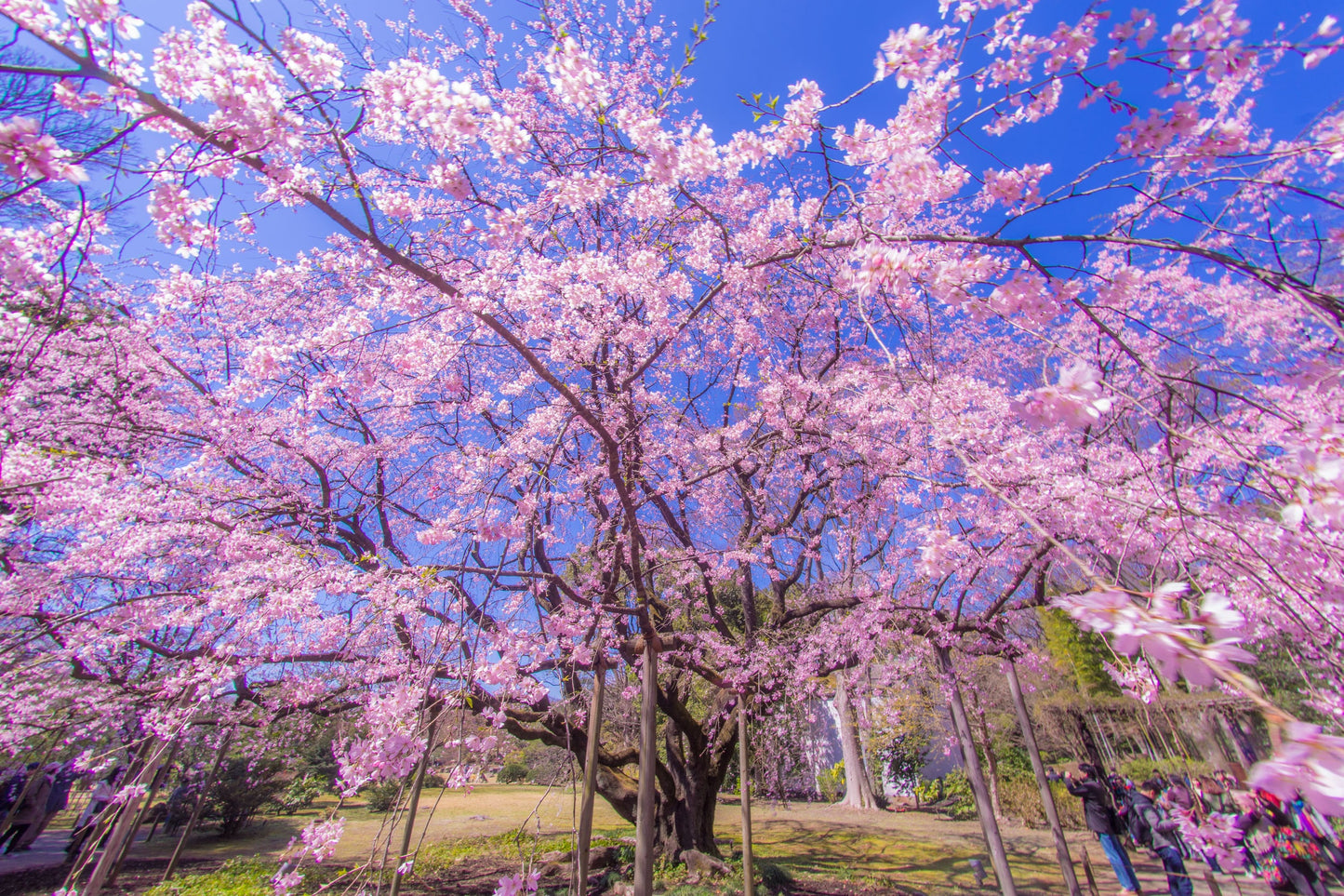 Bonsai Weeping Cherry Tree Seeds for Planting | 10+ Seeds | Highly Prized for Bonsai, Weeping Cherry Tree