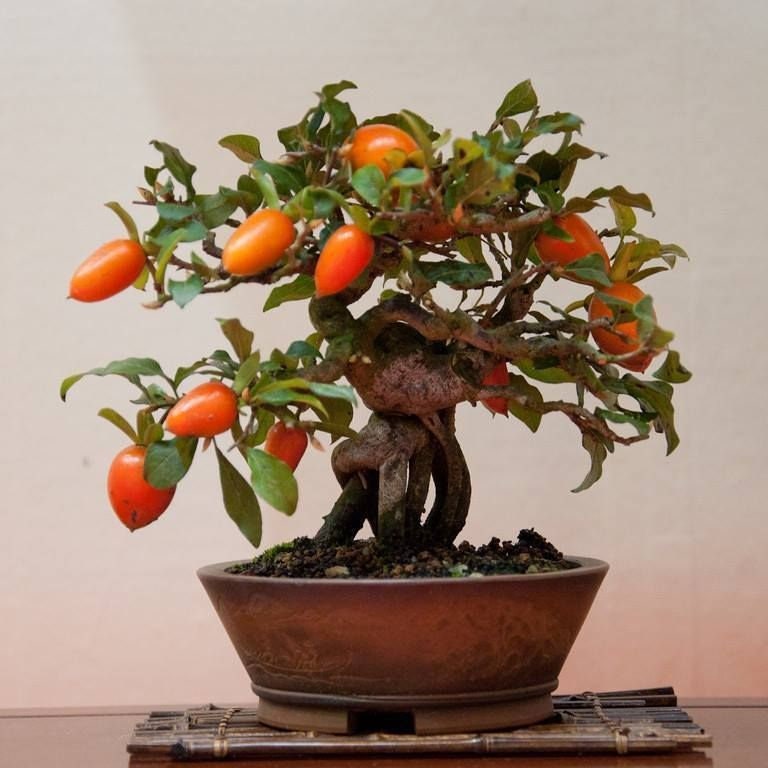 fruiting bonsai tree Bonsai Tree Goji Berry Tree Seeds - Highly Prized Fruit Bonsai