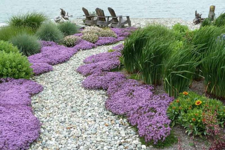 500 Creeping Thyme Seeds - Amazing Ground Cover, Like an Aromatic Land Carpet