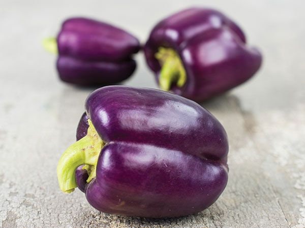 Purple Passion Pepper Seeds to Plant - 100+ Seeds - Great with Salads. Add Amazing Flavor. Made in USA. Ships from Iowa
