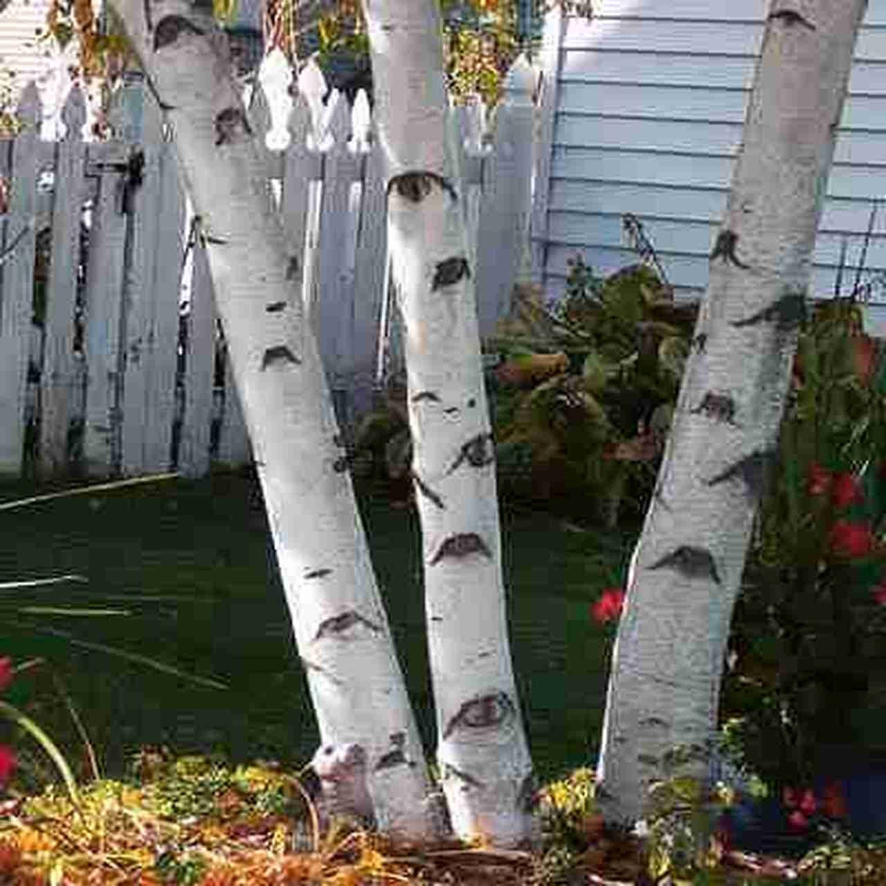 White Paper Birch Tree Seeds for Planting 100+ Seeds | Highly Prized for Bonsai, Paper Birch Tree - 100+Seeds