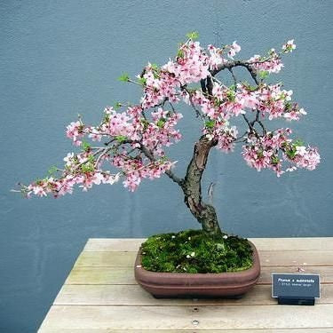 cherry bonsai tree seeds Bonsai Weeping Cherry Tree Seeds for Planting | 10+ Seeds