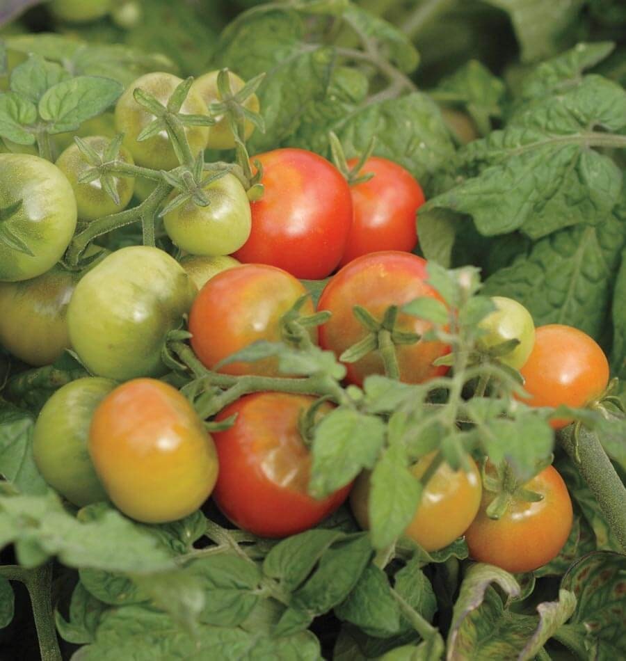 Garden Cherry Tomato Seeds for Planting - 100+ Seeds - Amazing Taste - Great for Salads - Made in USA. Ships from Iowa. Dwarf Fruit Seeds