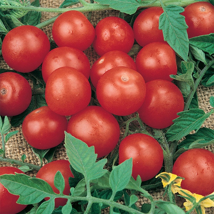 Garden Cherry Tomato Seeds for Planting - 100+ Seeds - Amazing Taste - Great for Salads - Made in USA. Ships from Iowa. Dwarf Fruit Seeds