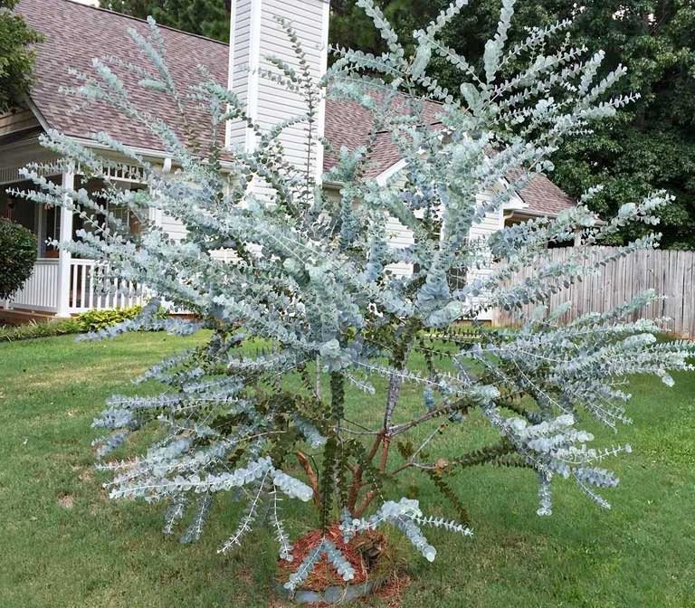 25+ Silver Drop Eucalyptus Bonsai Tree Seeds Made in USA. Ships from Iowa. Great as Bonsai or Floral Arrangements