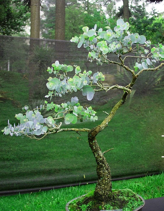 floral bonsai tree 25+ Silver Drop Eucalyptus Bonsai Tree Seeds Made in USA. Ships from I – Curranfarms