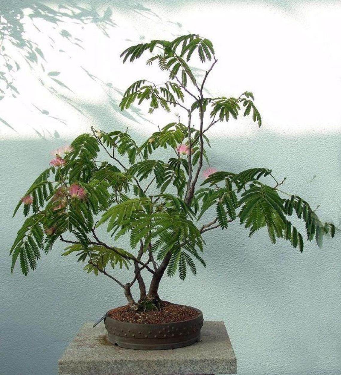 Sensitive Plant Seeds for Planting - Exotic Flower Seeds - Mimosa Pudica, Moving Plant, Shy Plant, Shameful Plant, Touch-me-not