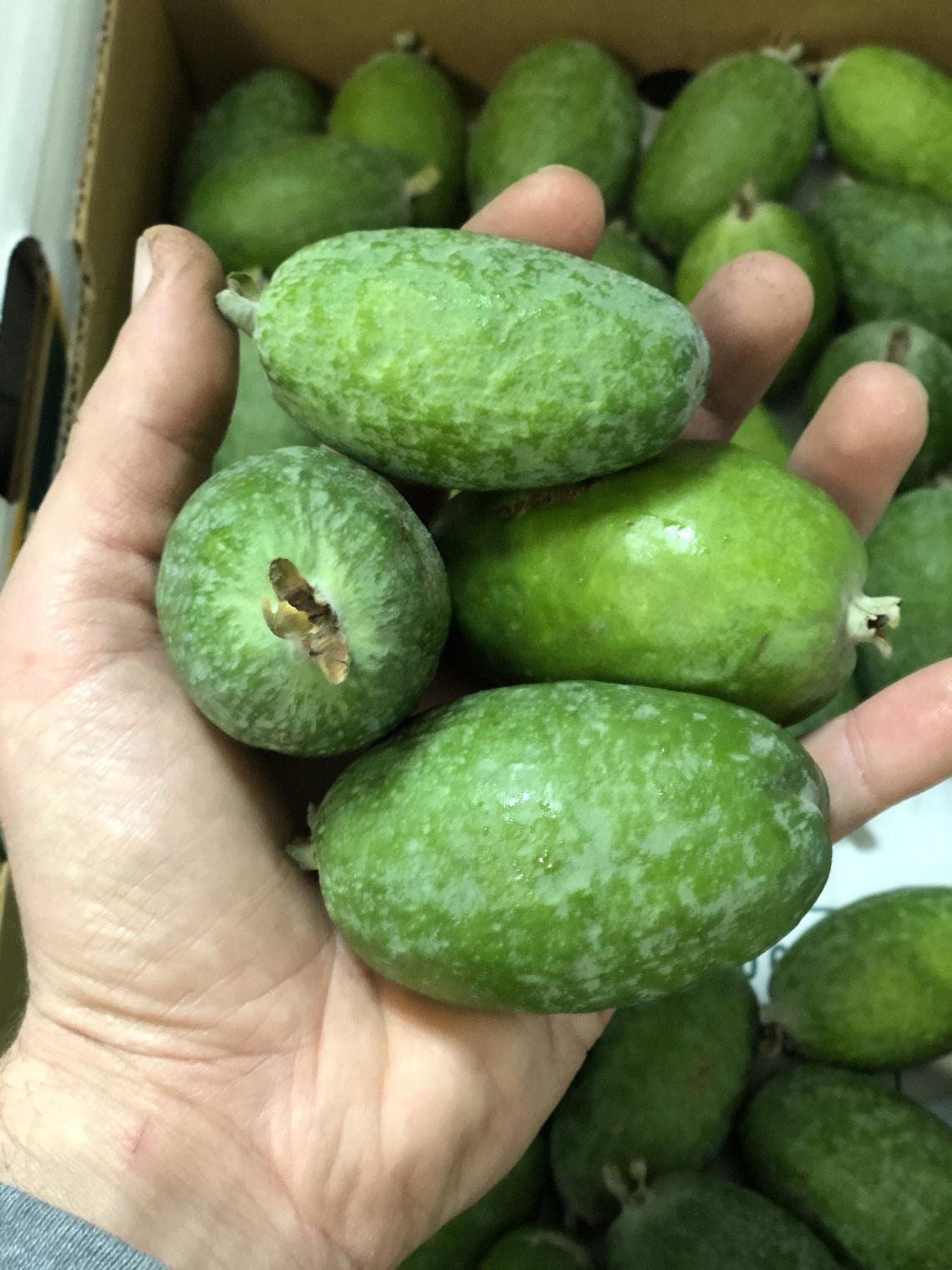 Lemon Guava Seeds - 100 Seeds to Grow - Exotic and Delicious Tropical Fruit. Great for Bonsai Tree - Fruit Seed for Sewing