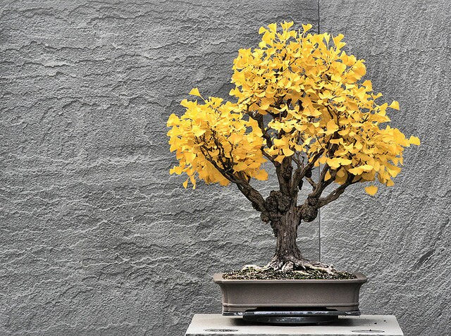 Bonsai Gingko Biloba Tree Seeds to Plant - 5 Seeds - Edible Leaves Promote Memory and Vigor