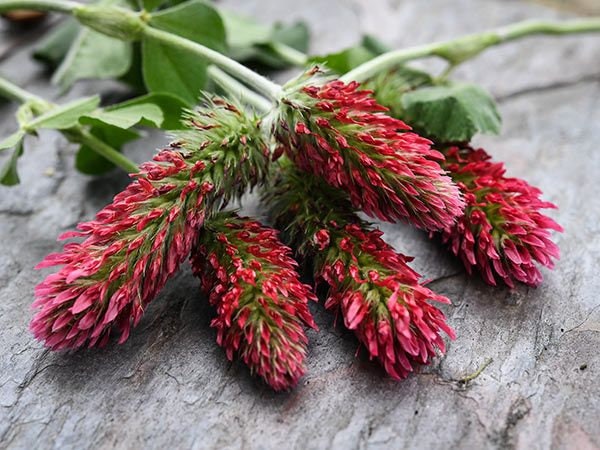 250+ Crimson Clover Seeds to Grow v- Virbant