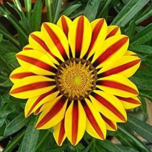 Exotic Gazinia Flower Seeds - 100+ Seeds to Grow - Made in USA, Ships from Iowa - Great with Marigold, Roses, Zinnia, Gazania Rigens