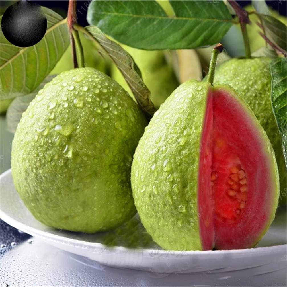 Lemon Guava Seeds - 100 Seeds to Grow - Exotic and Delicious Tropical Fruit. Great for Bonsai Tree - Fruit Seed for Sewing