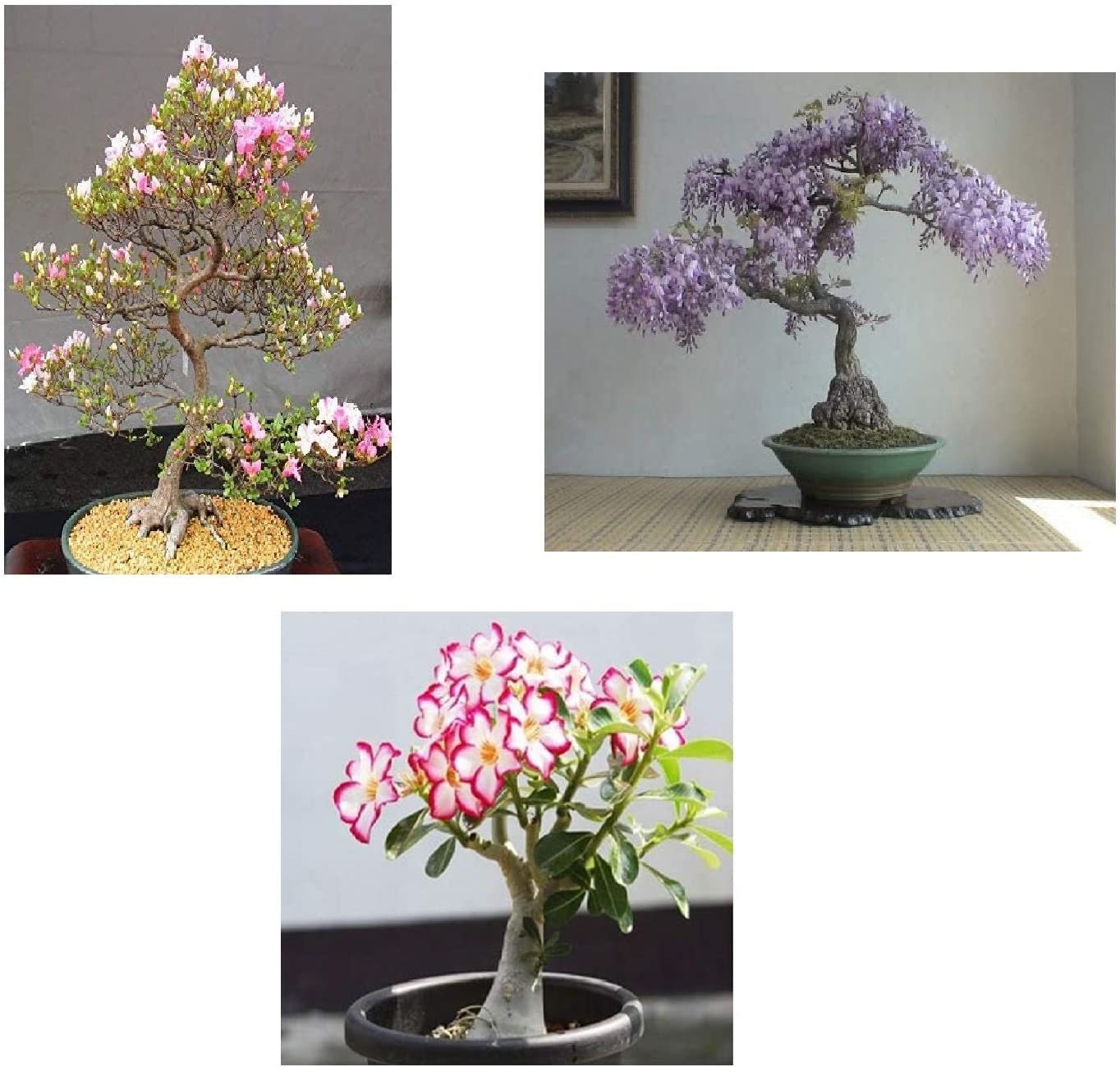 Bonsai Seed Bundle #2 - 3 Types - Desert Rose, Japanese Cherry Blossom, Chinese Wisteria