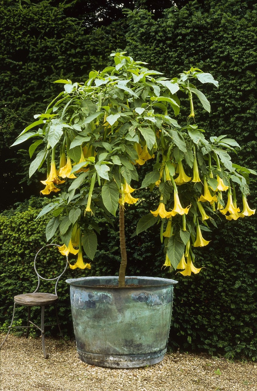 golden trumpet tree bonsai Yellow Trumpetbush Bonsai Seeds - 20+ Seeds to Grow
