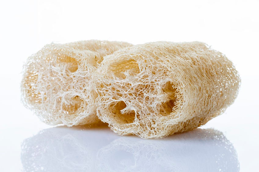 Luffa Gourd Seeds - 10 Seeds - Exotic Sponge Gourd - Loofah Seeds