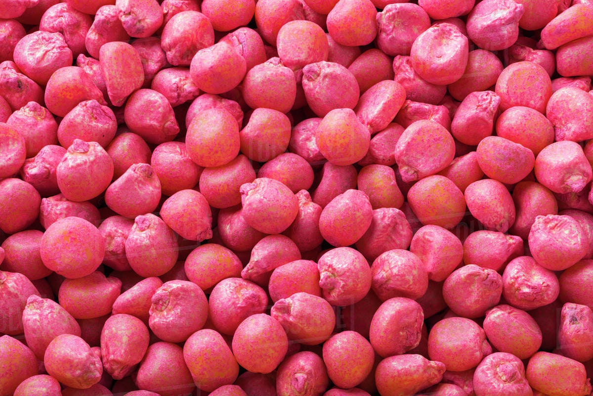 Dinner Getter Deer Food Plot Corn Seeds - 250 Seeds to Grow - High Yielding Hybrid Corn for Big Whitetail Bucks, Great with Deer Mineral
