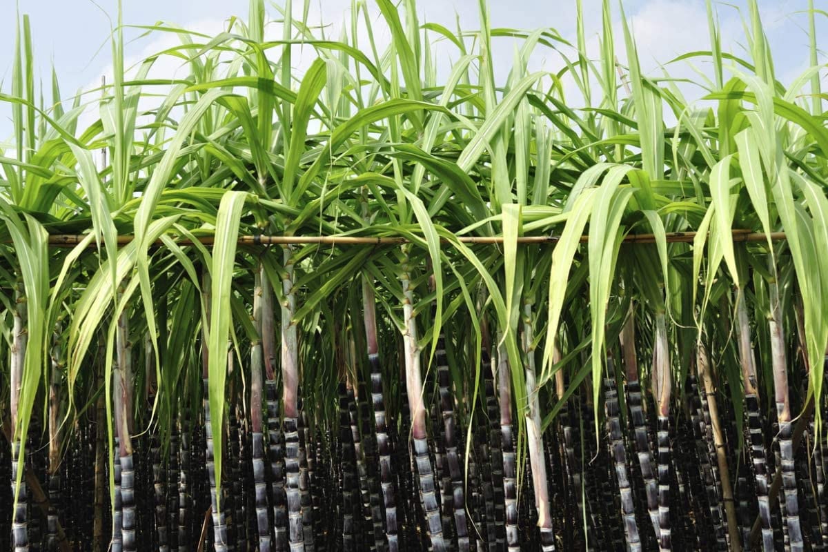 Sugar Cane Seeds to Grow - 20 Seeds - Grow The World's Tallest Sugar Cane