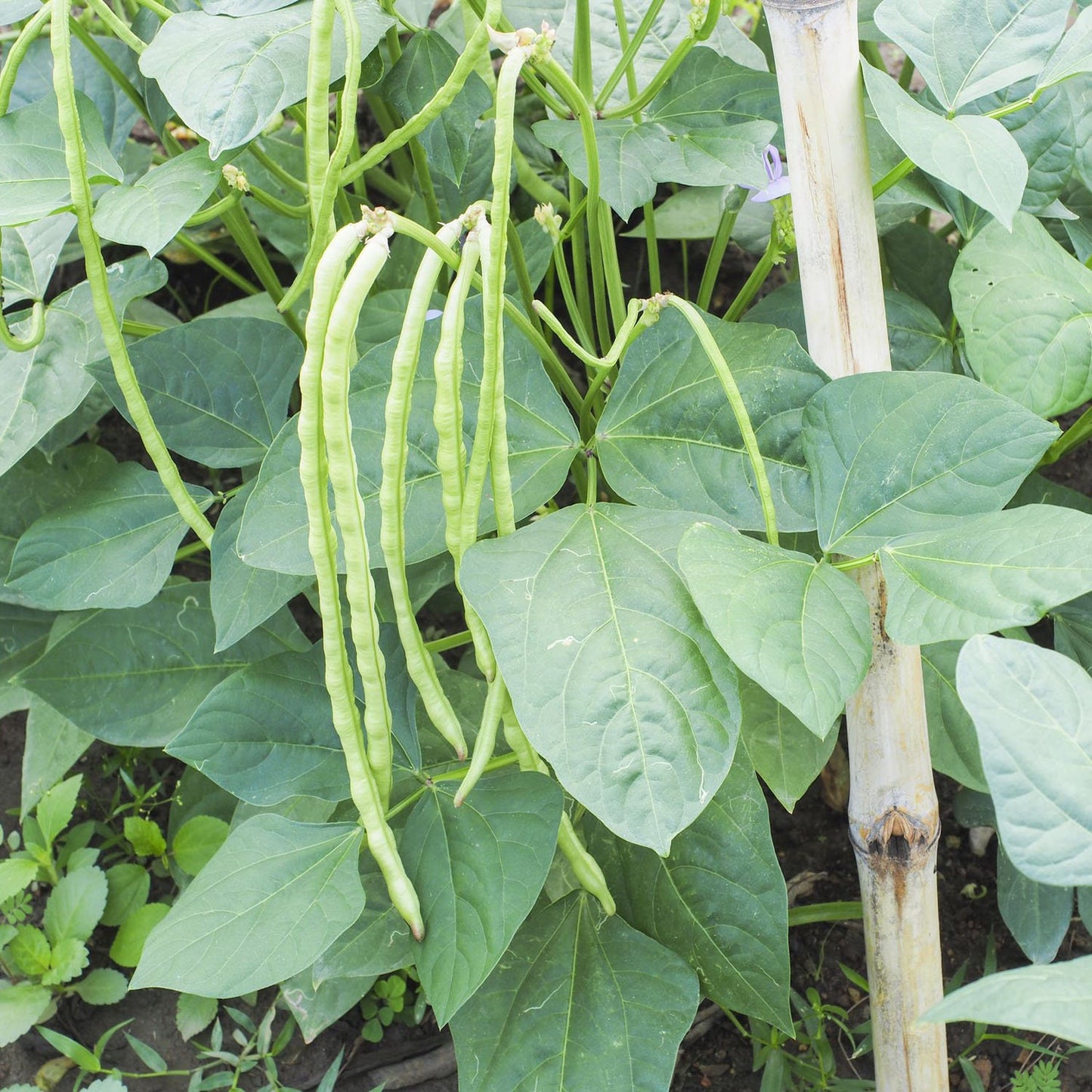Cow Pea Seeds for Planting | 50+ Seeds + | Made in USA, Ships from Iowa. Non-GMO, Heirloom Seeds