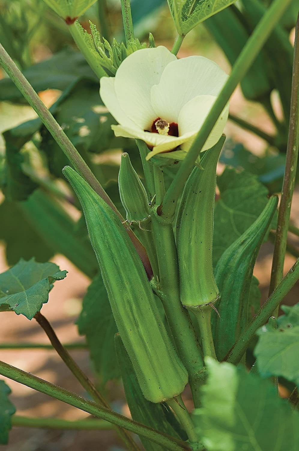 Spineless Okra Seeds 250 Seeds - Made in USA. Grow Vegetables.
