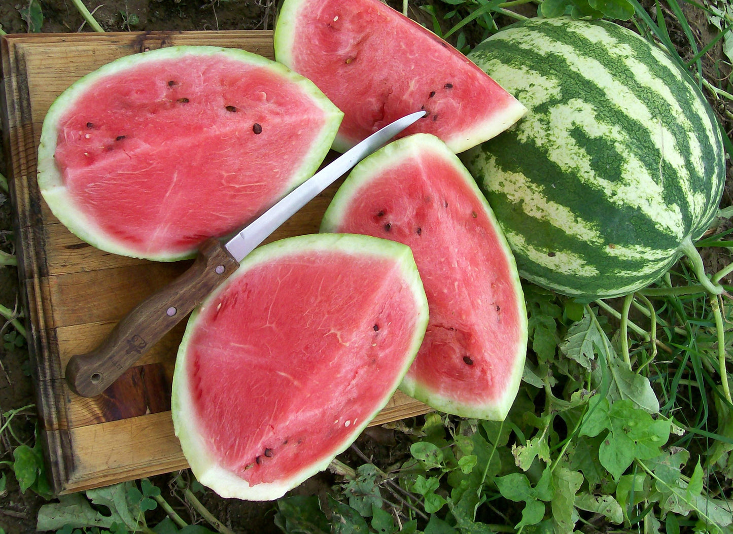 Crimson Watermelon Seeds to Grow - 30+ Seeds - Made in USA, Ships from Iowa