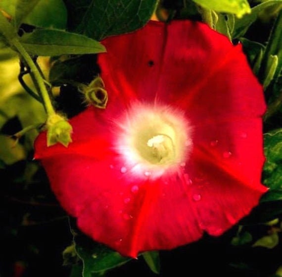 Red Morning Glory Climbing Vine | 150 Seeds to Plant | Beautiful Flowering Vine - Scarlet Flowers