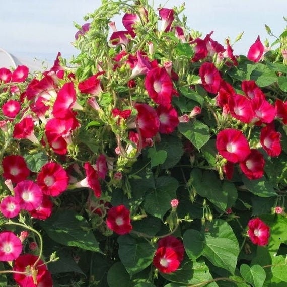 Red Morning Glory Climbing Vine | 150 Seeds to Plant | Beautiful Flowering Vine - Scarlet Flowers