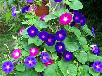 Mixed Color Tall Morning Glory Climbing Vine | 150 Seeds to Plant | Beautiful Flowering Vine. Made in USA, Ships from Iowa