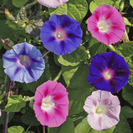 Mixed Color Tall Morning Glory Climbing Vine | 150 Seeds to Plant | Beautiful Flowering Vine. Made in USA, Ships from Iowa