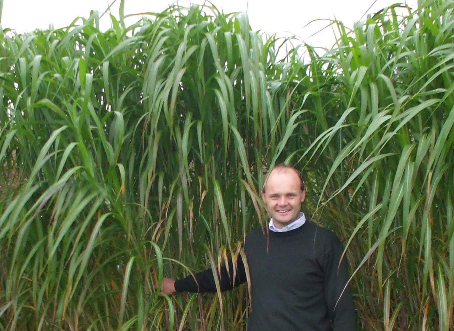 4,500 Elephant Grass Seeds - Tallest Grass in The World - Ships from Iowa, Made in USA