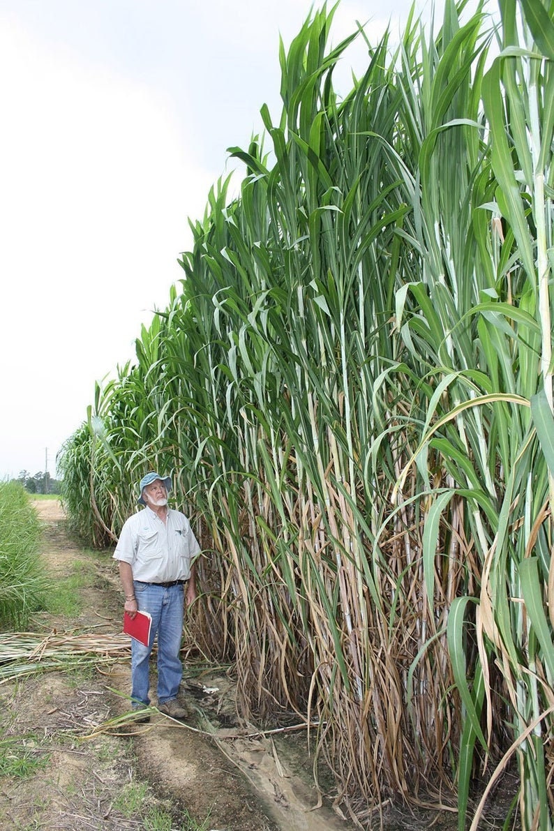 4,500 Elephant Grass Seeds - Tallest Grass in The World - Ships from Iowa, Made in USA