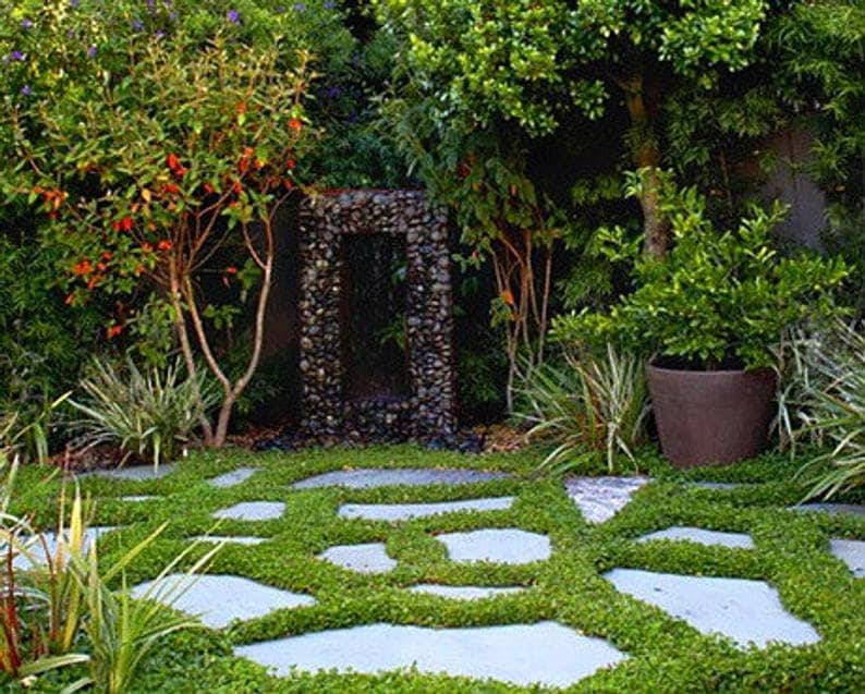 Carpet Vine Seeds - 200 Dichondra Seeds to Grow - Ground Cover Plant - Ship from USA