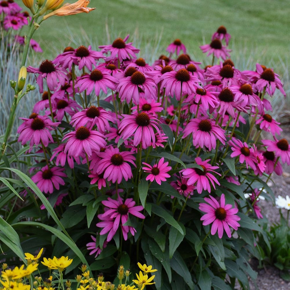 50+ Purple Coneflower Seeds for Planting | Excellent Butterfly Flower | Made in USA, Ships from Iowa.