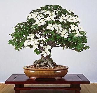 dogwood bonsai tree Bonsai Tree Seeds - Flowering Dogwood - 20 Seeds