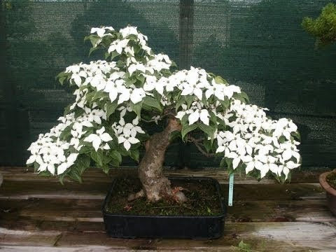 Bonsai Tree Seeds - Flowering Dogwood - 20 Seeds - Beautiful Flowering Bonsai Tree Seeds for Planting