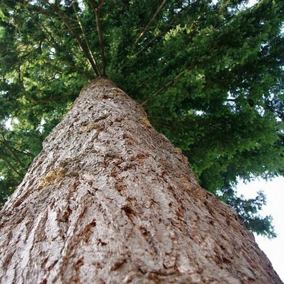 Douglas Fir Tree Seeds ( Pseudotsuga menziesii ) 20+Seeds - Ships from Iowa, USA