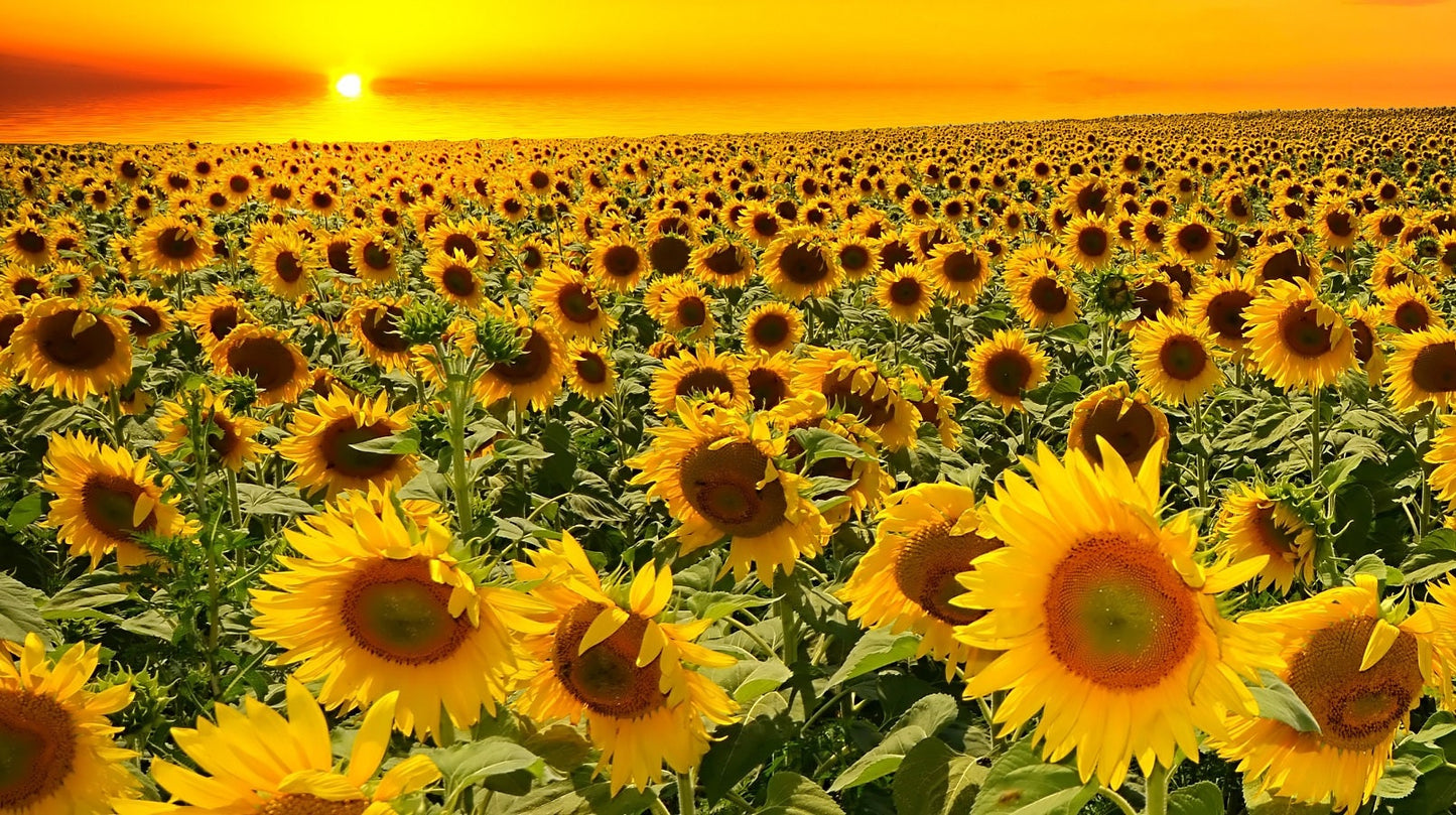 50 Grey Striped Mammoth Sunflower Seed to Plant - Huge Vibrant Flowers - Ships from USA