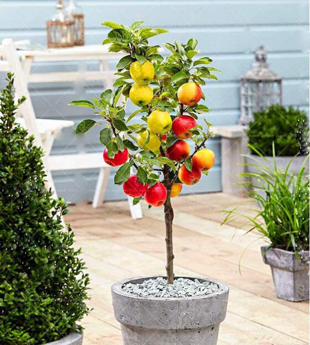 Apple Tree Seed to Bonsai - 20 Seeds - Grow Exotic Indoor Fruit Bonsai