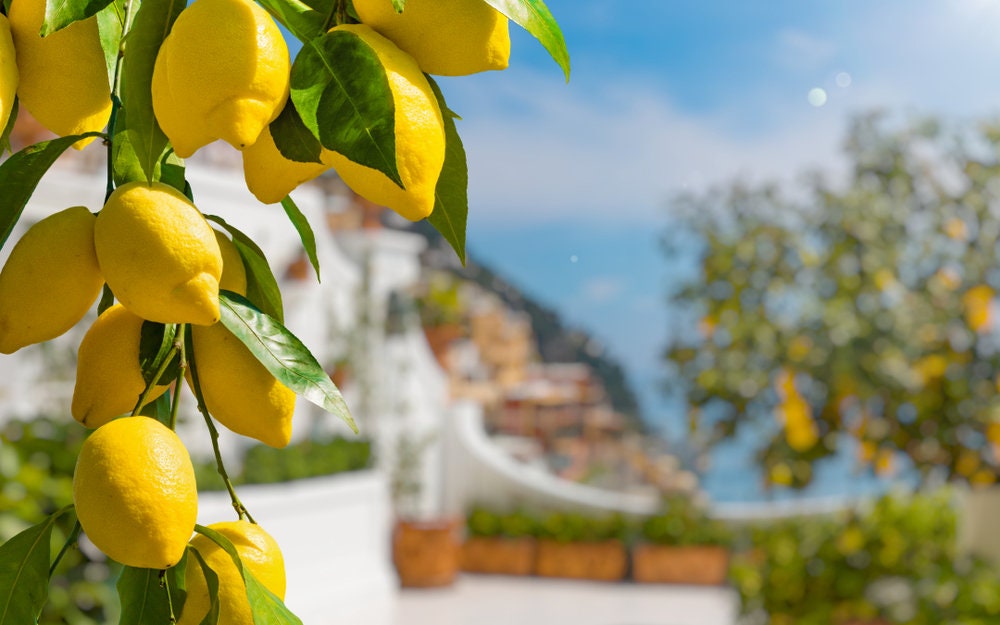 Lemon Tree Seeds, 30 Seeds