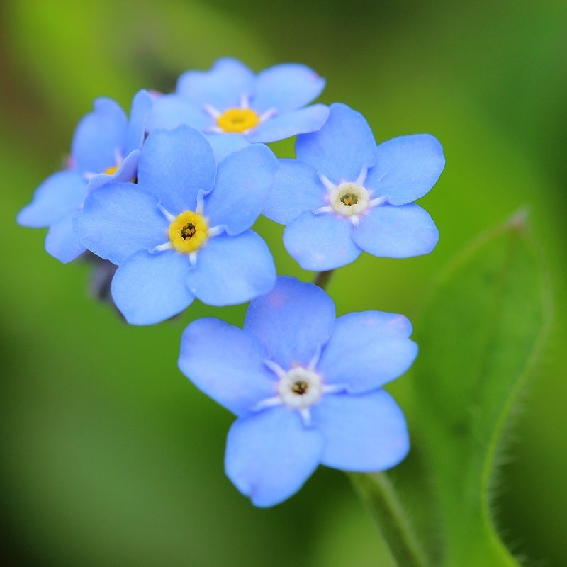 500+ Blue Forget Me Not Seeds for Planting | Exotic Garden Flowers | Made in USA, Ships from Iowa.