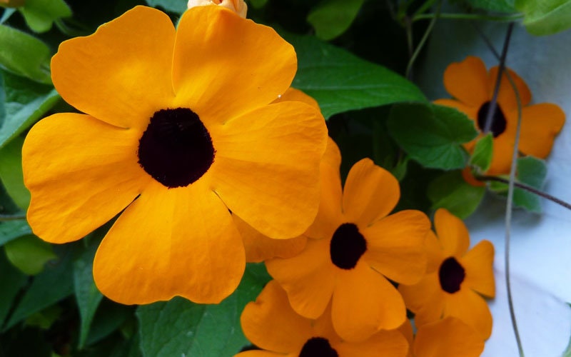 100+ Black Eyed Susan Vine Seeds for Planting | Exotic Garden Flowers | Made in USA, Ships from Iowa.