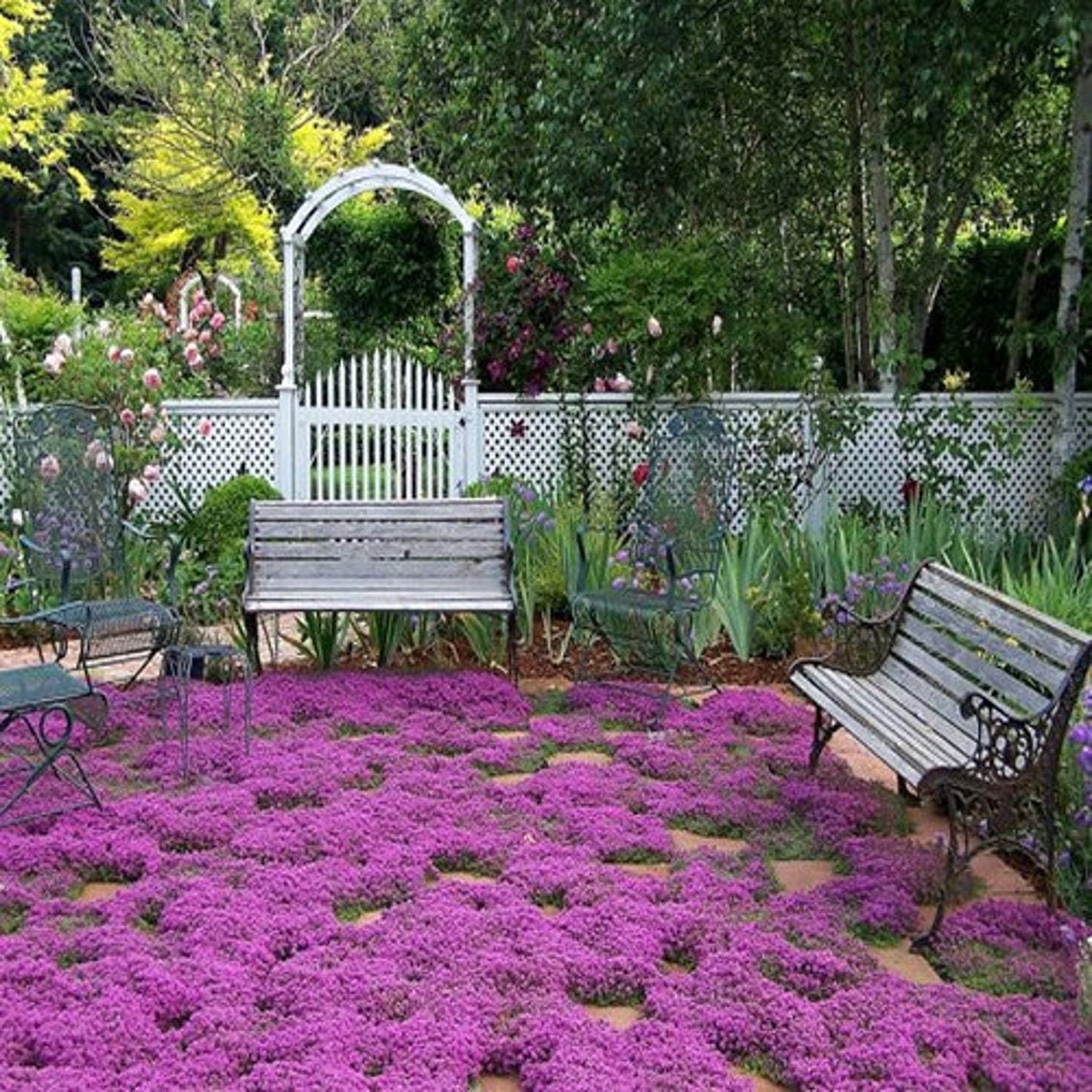 200+ Creeping Thyme Seeds - Grow a Giant Outdoor Carpet - Amazing Ground Cover, Like an Aromatic Land Carpe