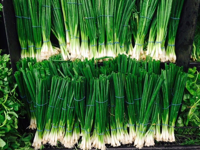 Green Tokyo Bunching Onion Seeds | 150+ Seed | Grow Your Own Food, Tasty Salad Onions. Made in USA