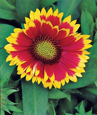 Blanket Flower Seeds - 50+ Seeds to Plant - Made in USA, Ships from Iowa. Very Good Butterfly Plant