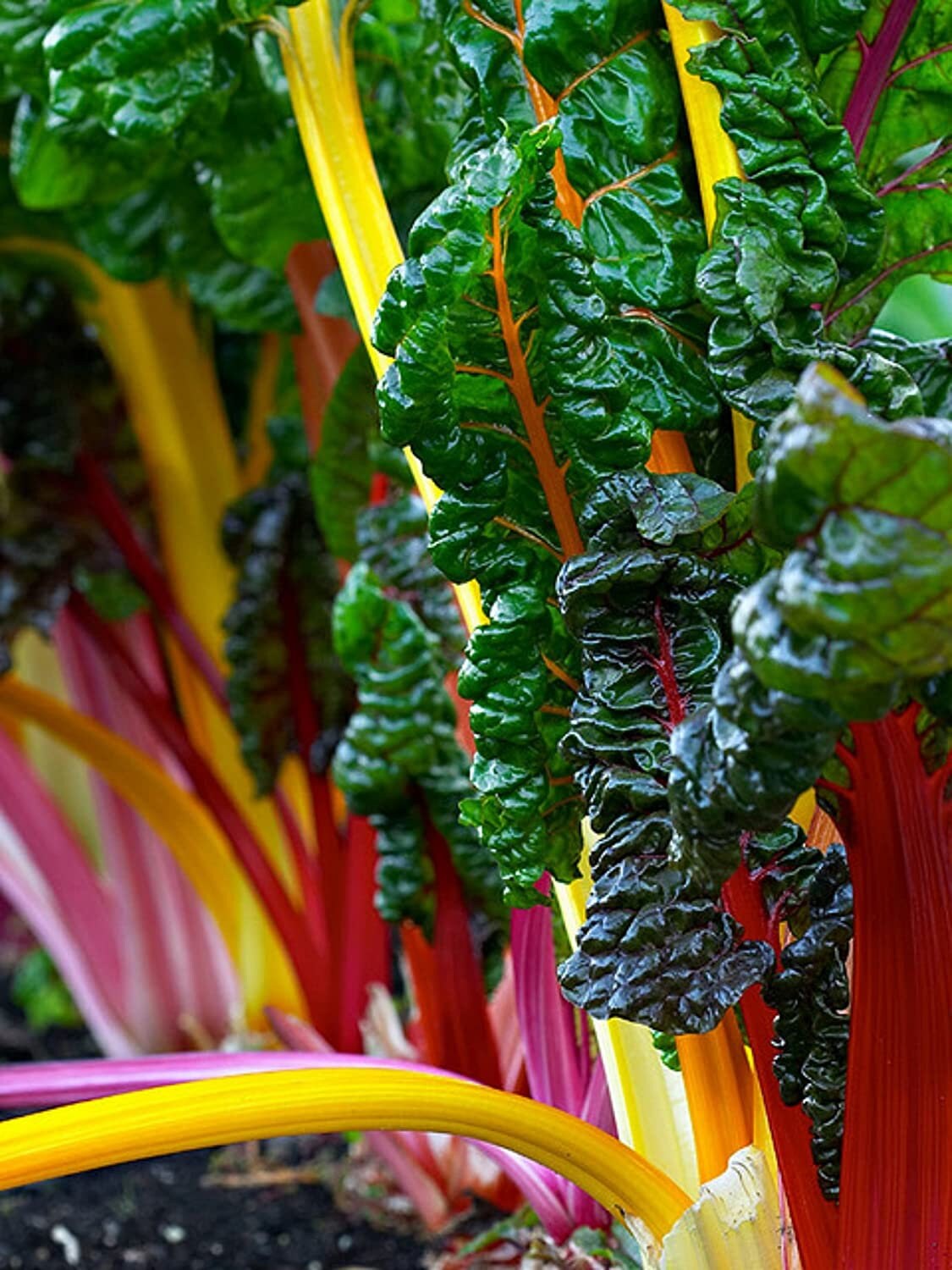 Swiss Chard Seeds for Planting - 100+ Seeds - Rare Colorful Garden Vegetable Seeds