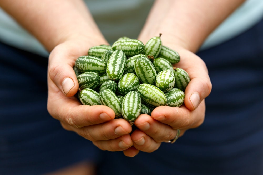 Mouse Melon Seeds | Cucamelon, Sour Gherkin | Tiny Melons