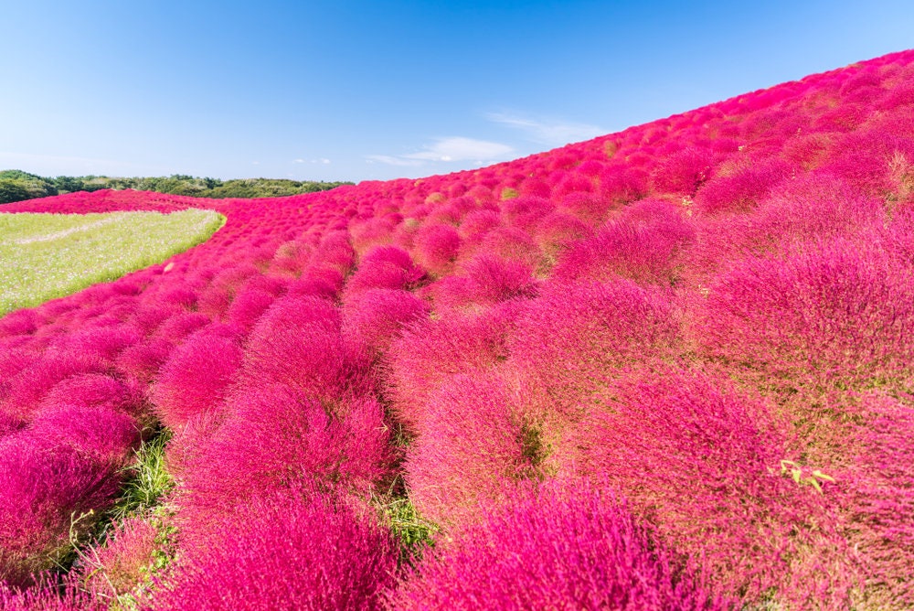 Burning Bush Seeds - Kochia Bush - Exotic Little Round Bush - Mexican Fire Plant - Summer Cypress